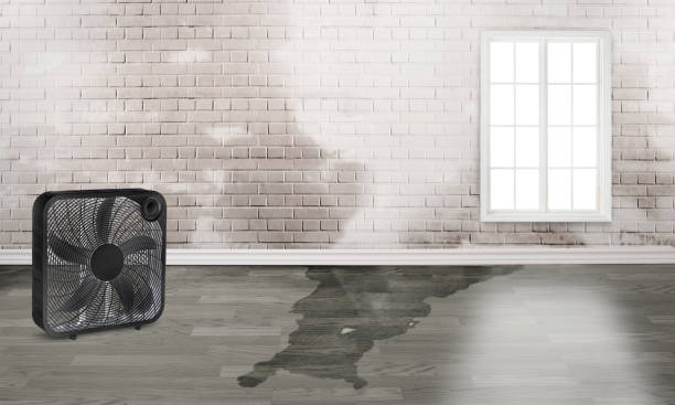 Best Water damage cleanup near me  in Poplar Grove, IL